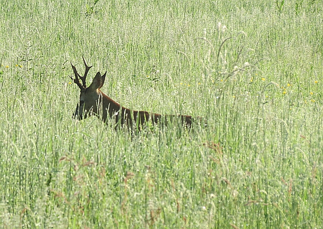 Male Roe Deer